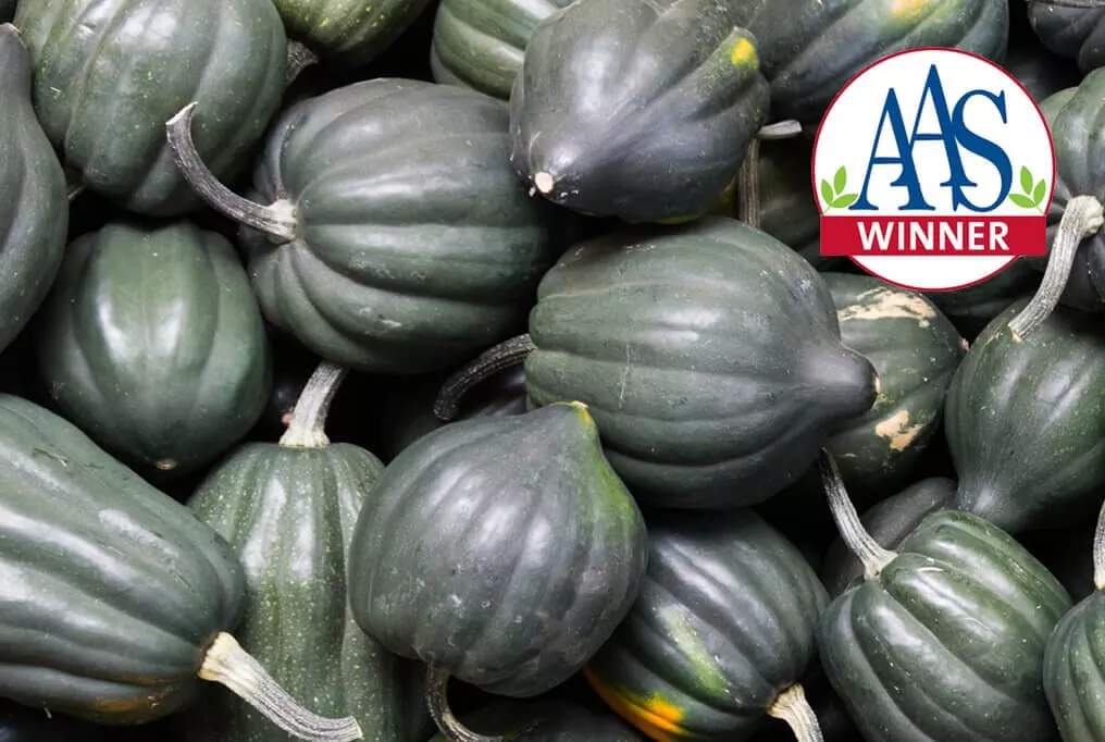 Table King Acorn Squash