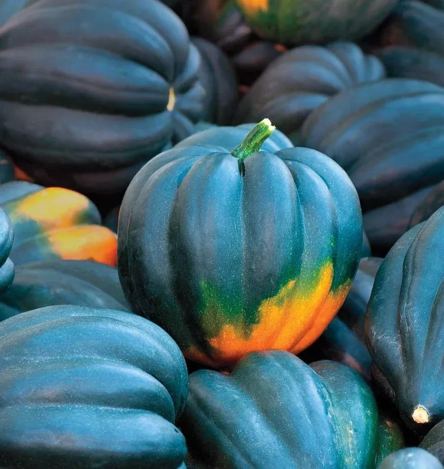 Table King Bush Acorn Squash