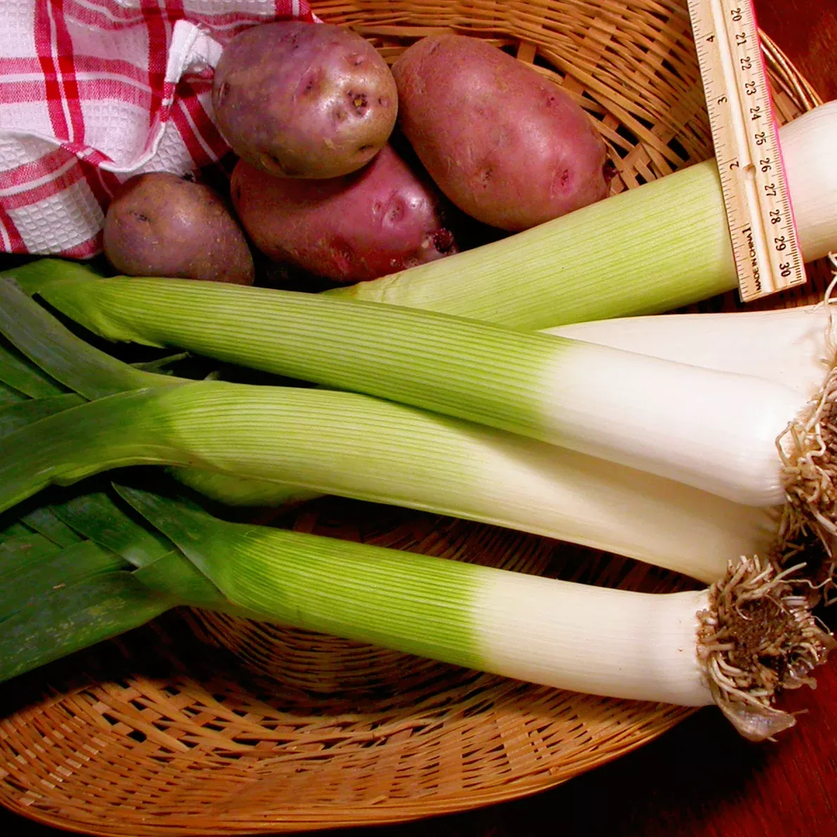 Tadorna Leek