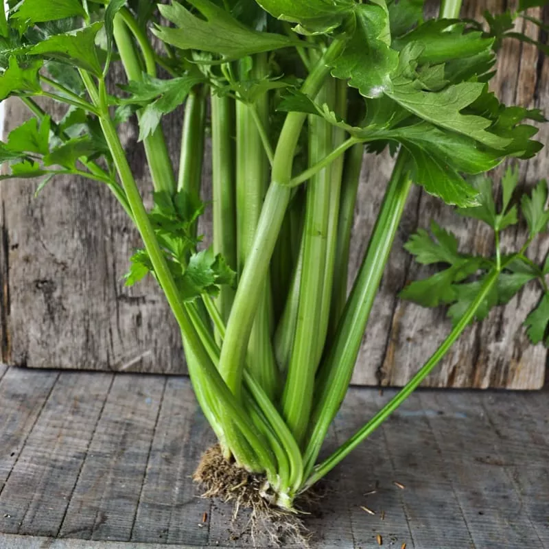 Tango Celery (Organic 80 Days)