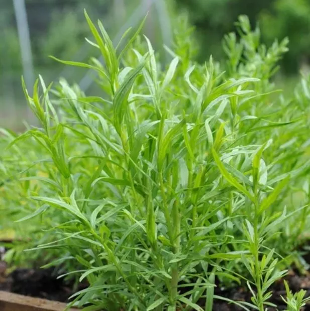 Tarragon, Russian