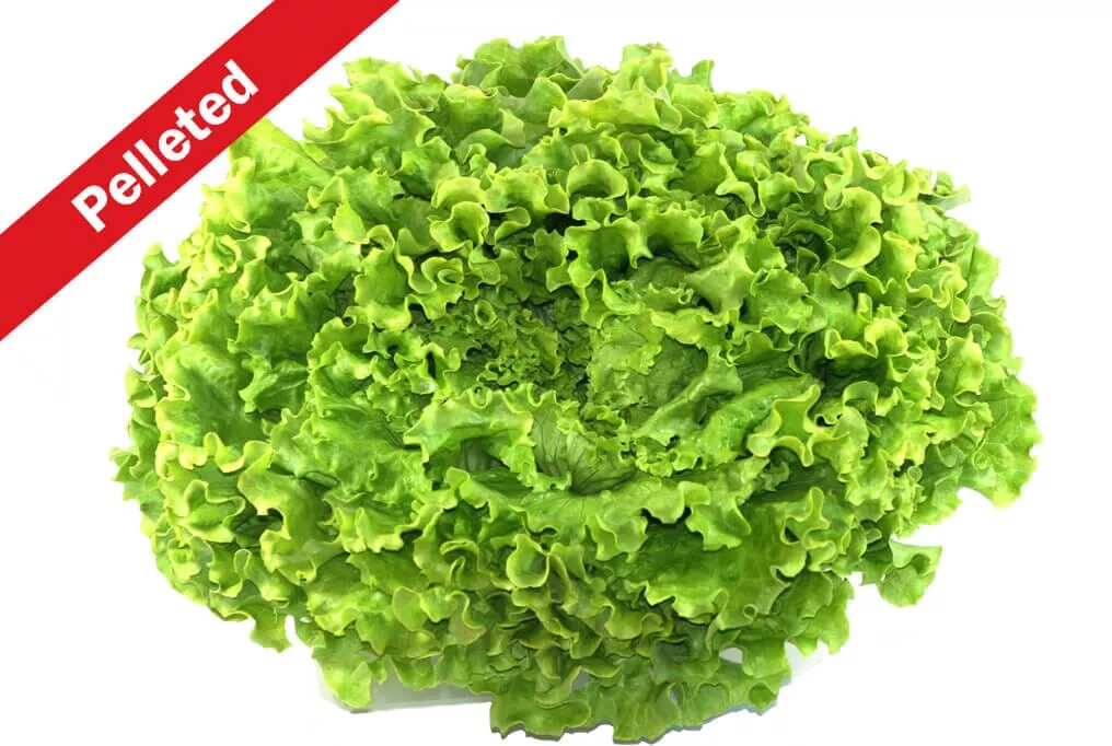 Tehama Lettuce