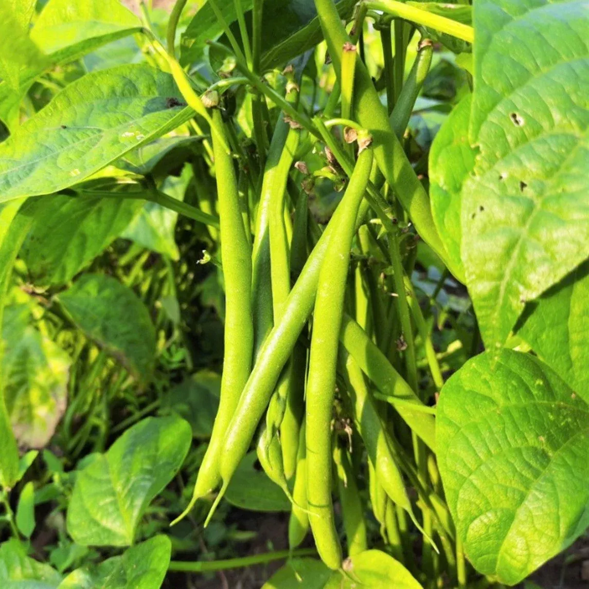 Tenderette Green Bean