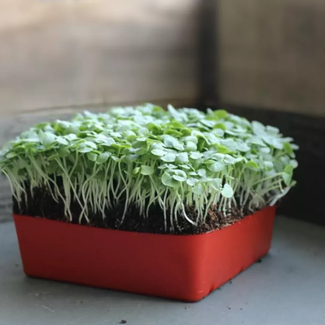 Thai Basil Microgreens