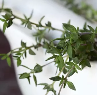 Thyme Garden