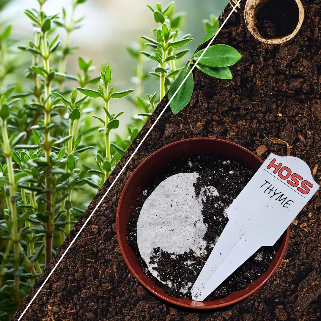 Thyme Seed Disk
