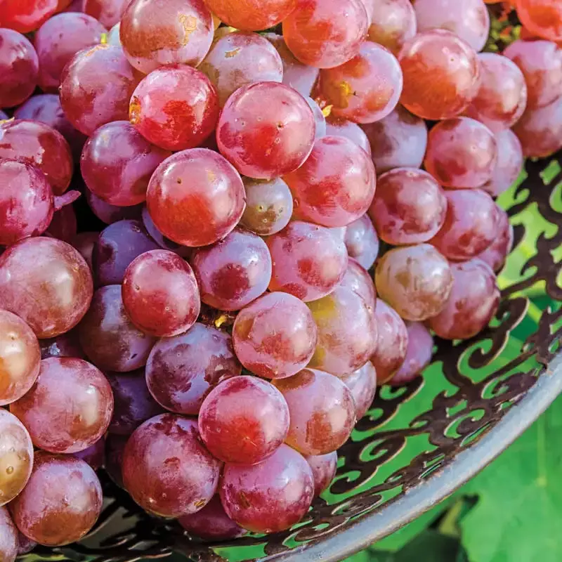 Tickled Pink™ Grape Vine