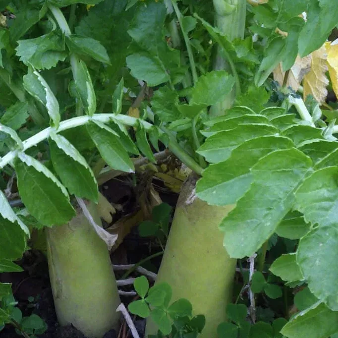 Tillage Radish