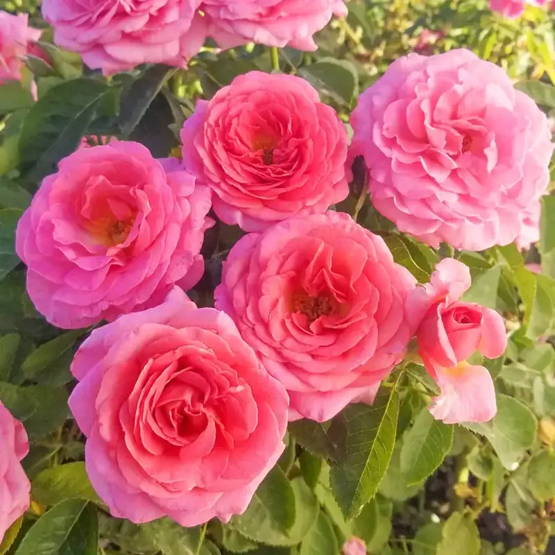 Time After Time™Rose