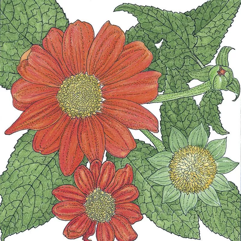 Tithonia Mexican Sunflower