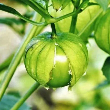Toma Verde Tomatillo