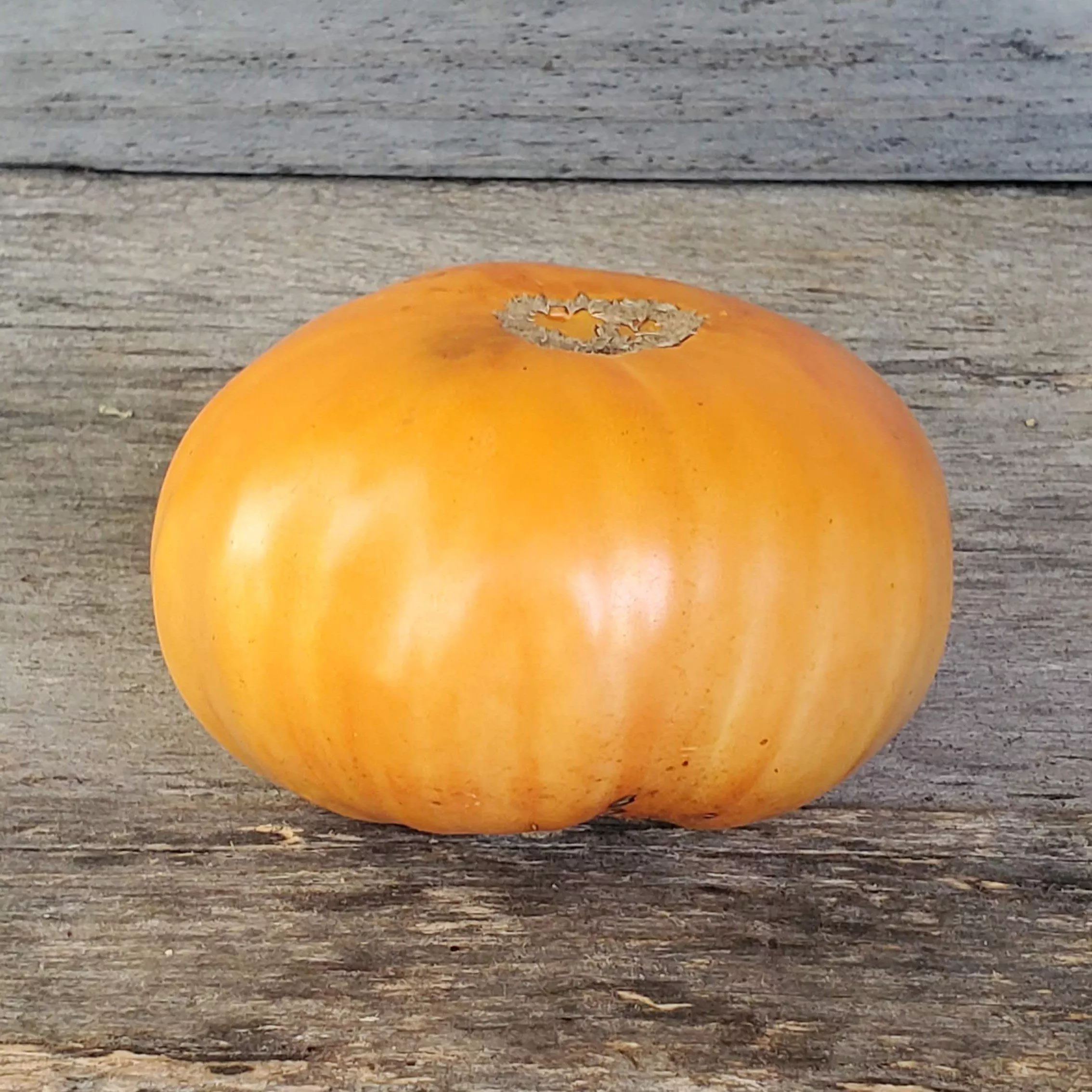 Tomato Apricot Brandywine
