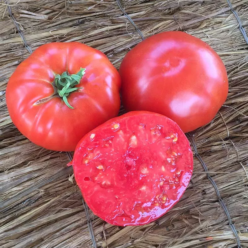 Tomato Beefsteak