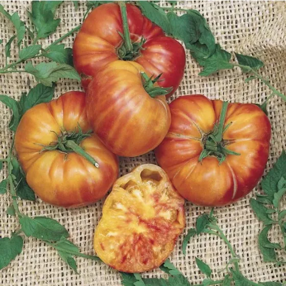 Tomato Big Rainbow