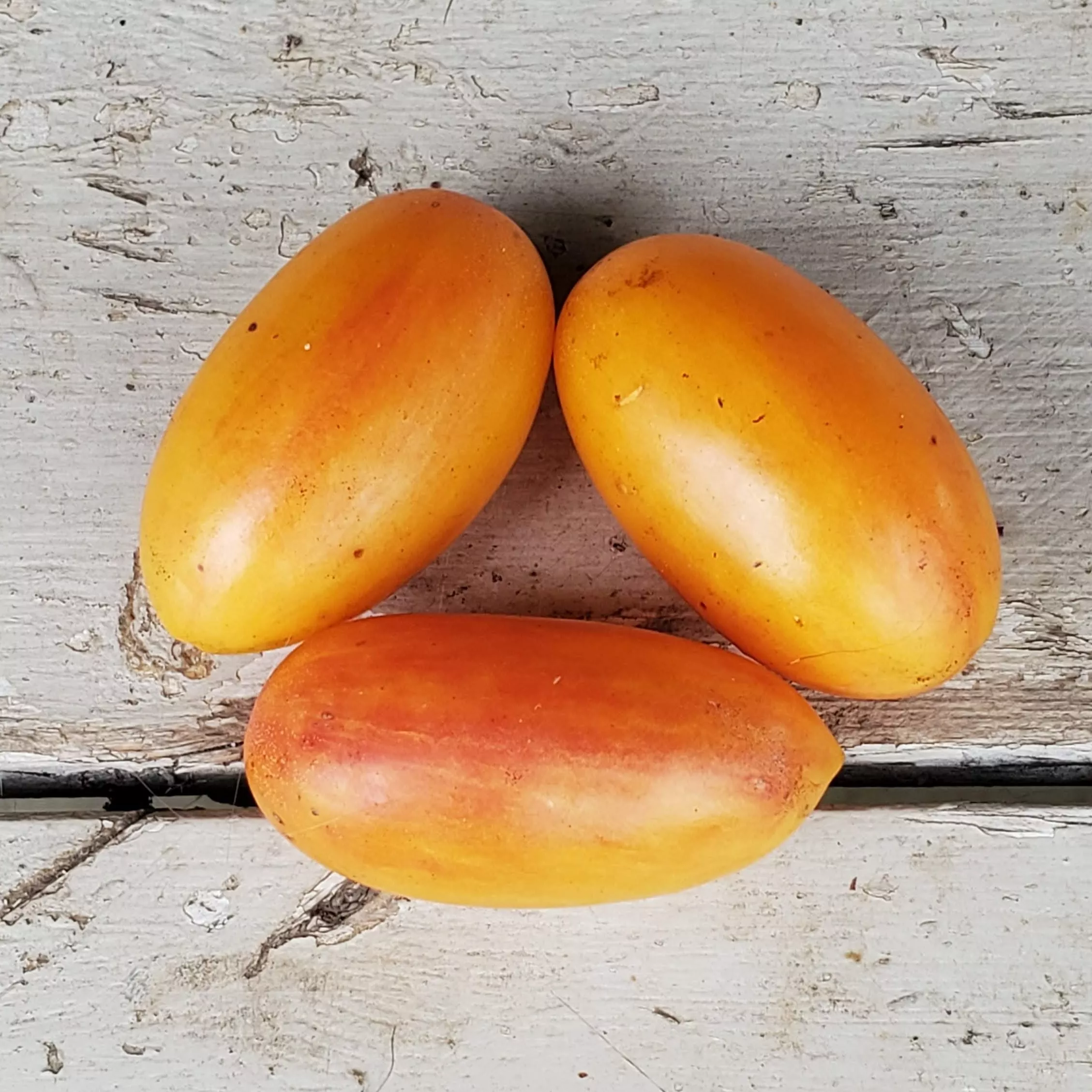 Tomato Blush