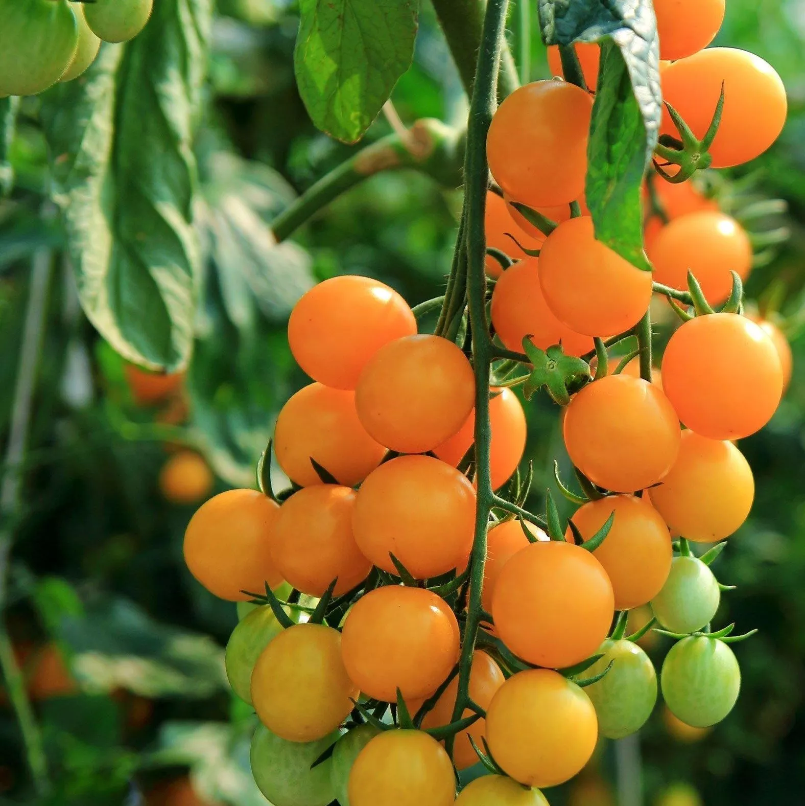 Tomato Gold Nugget