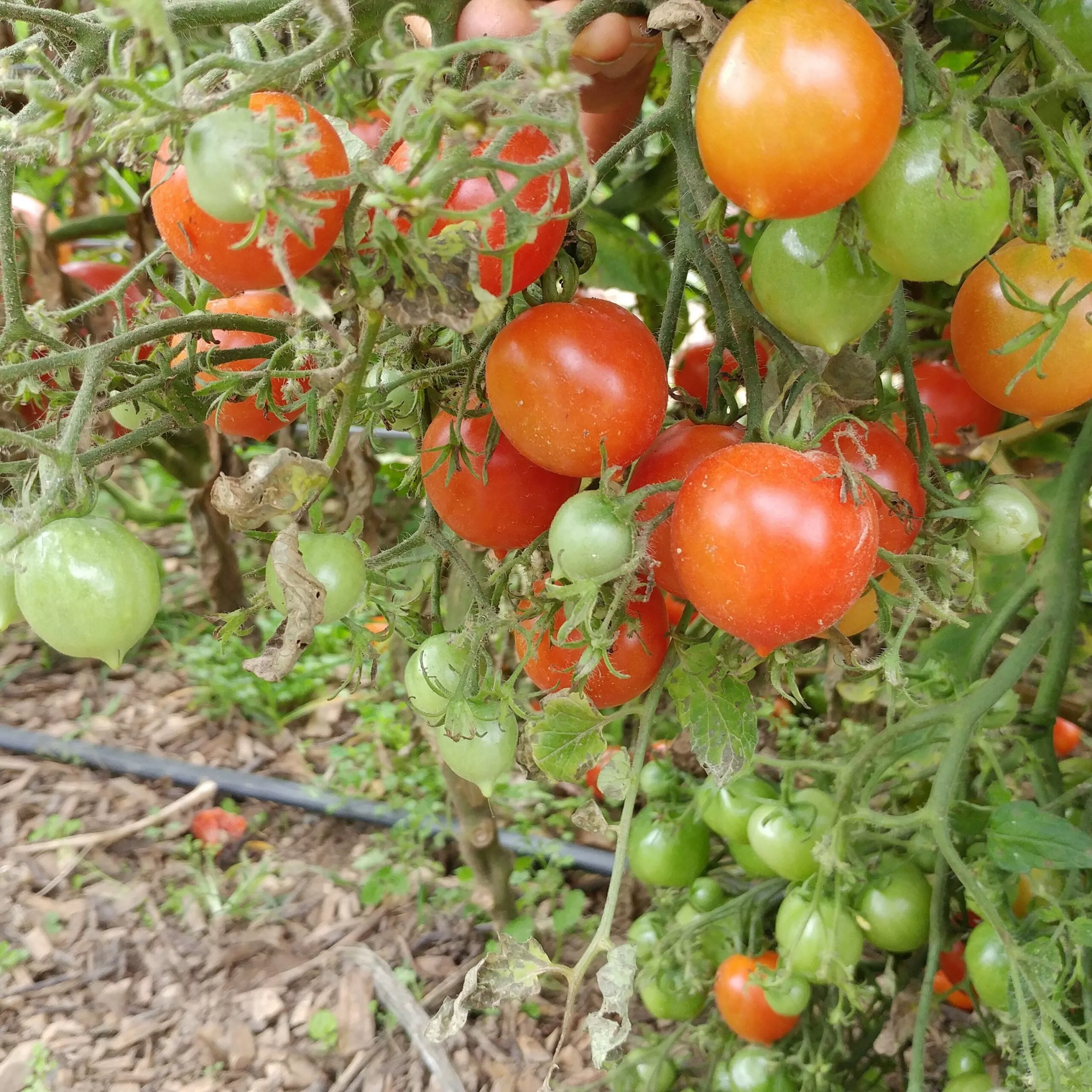 Tomato Grape Reisenstraube