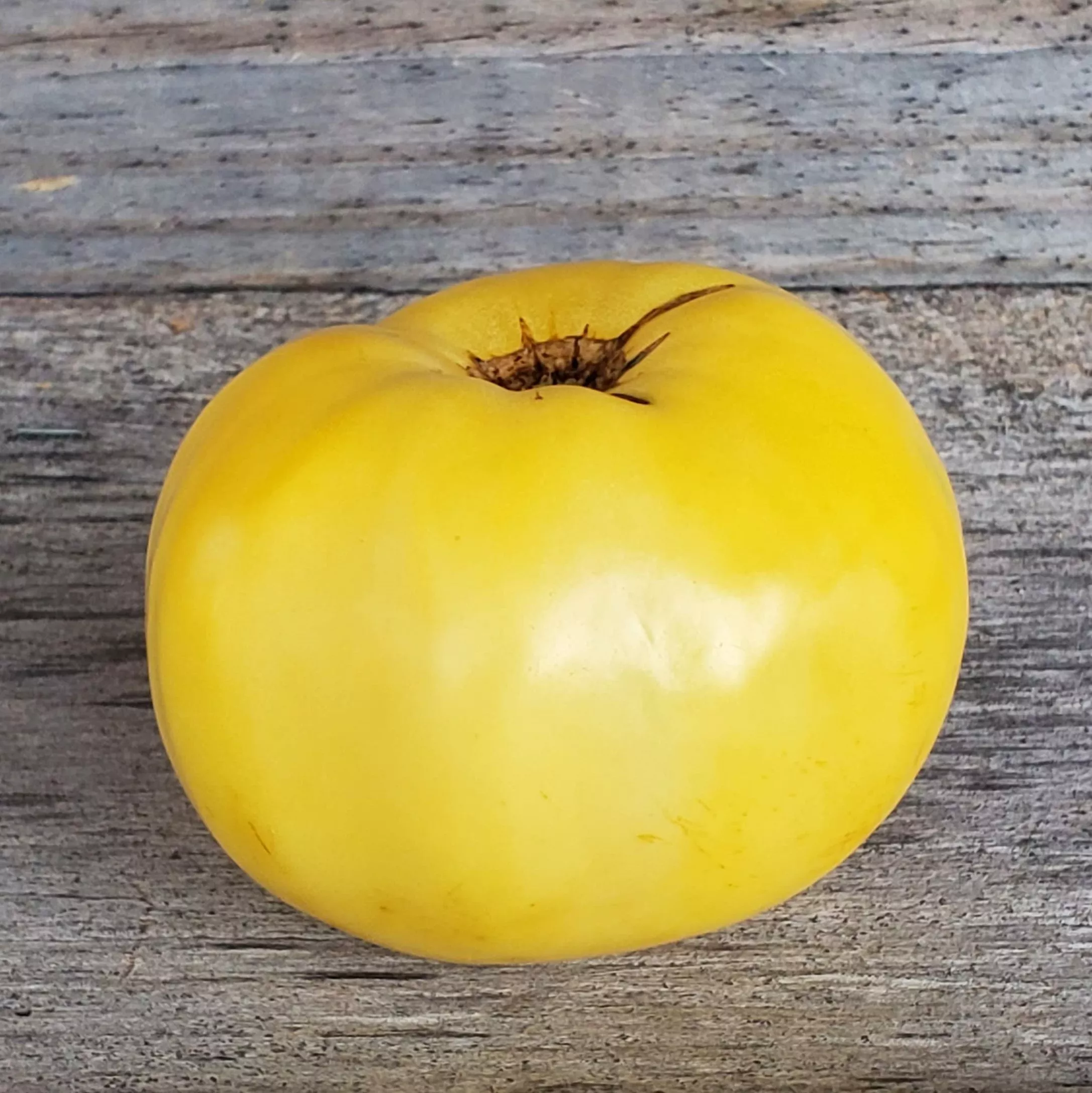 Tomato Great White
