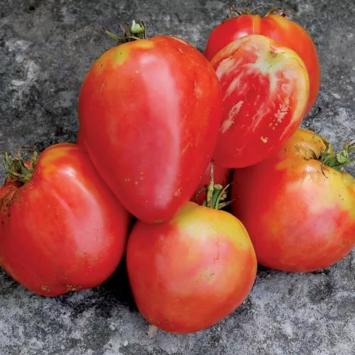 Tomato Hungarian Heart