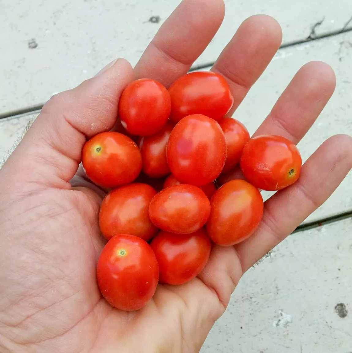Tomato Jujube