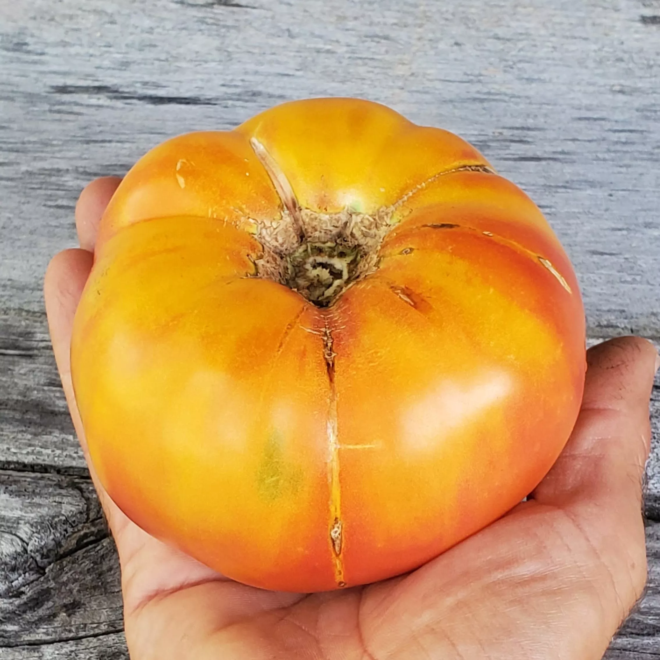 Tomato Lucky Cross