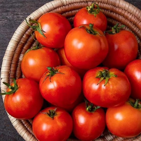 Tomato Mountain Princess