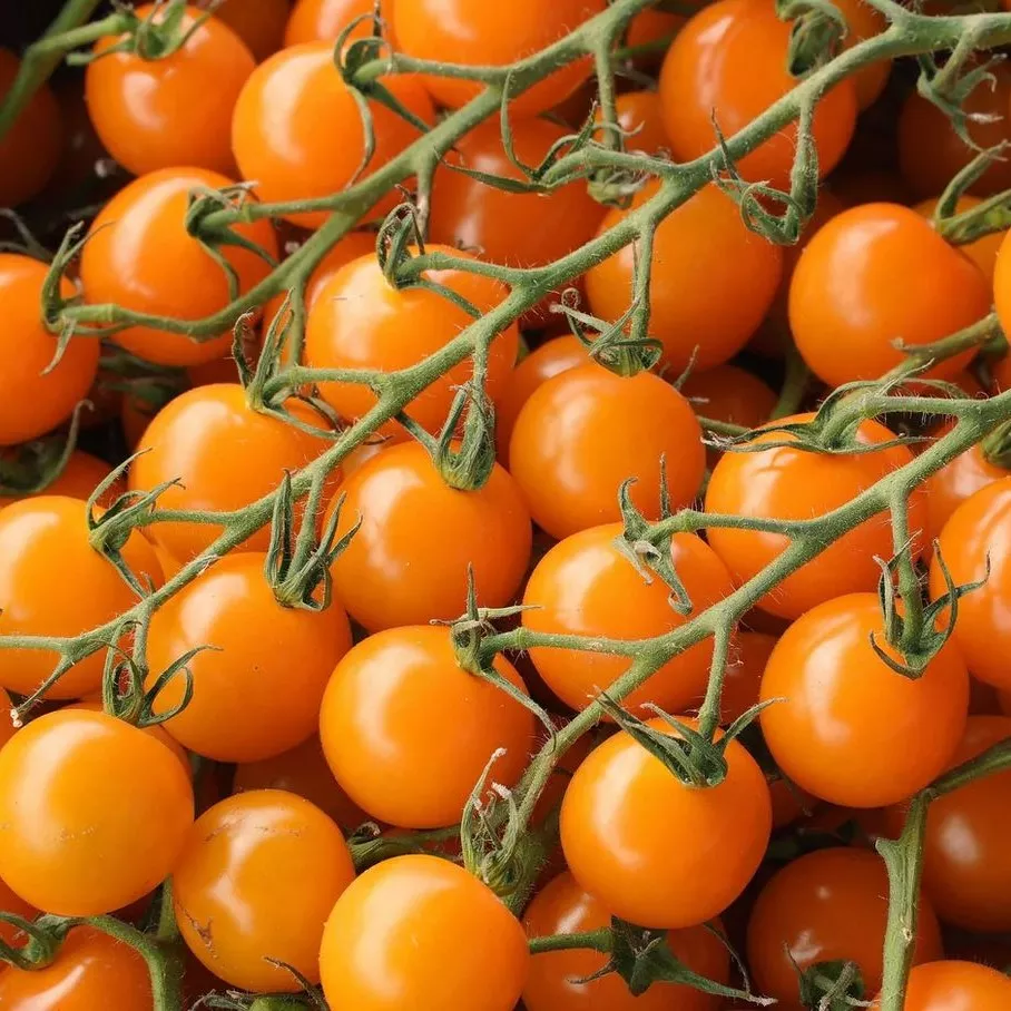 Tomato Orange Cherry