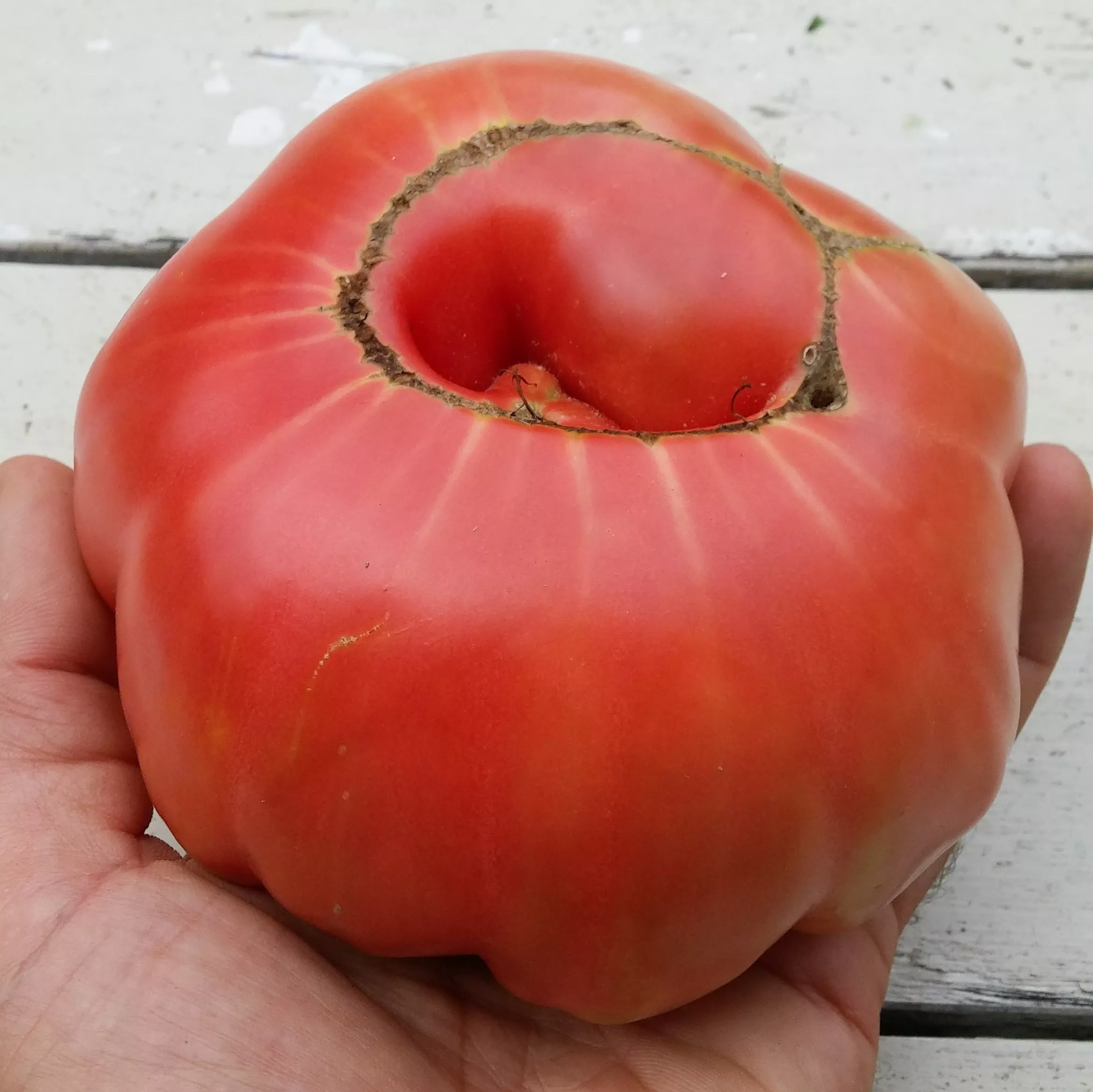 Tomato Pink Brandywine