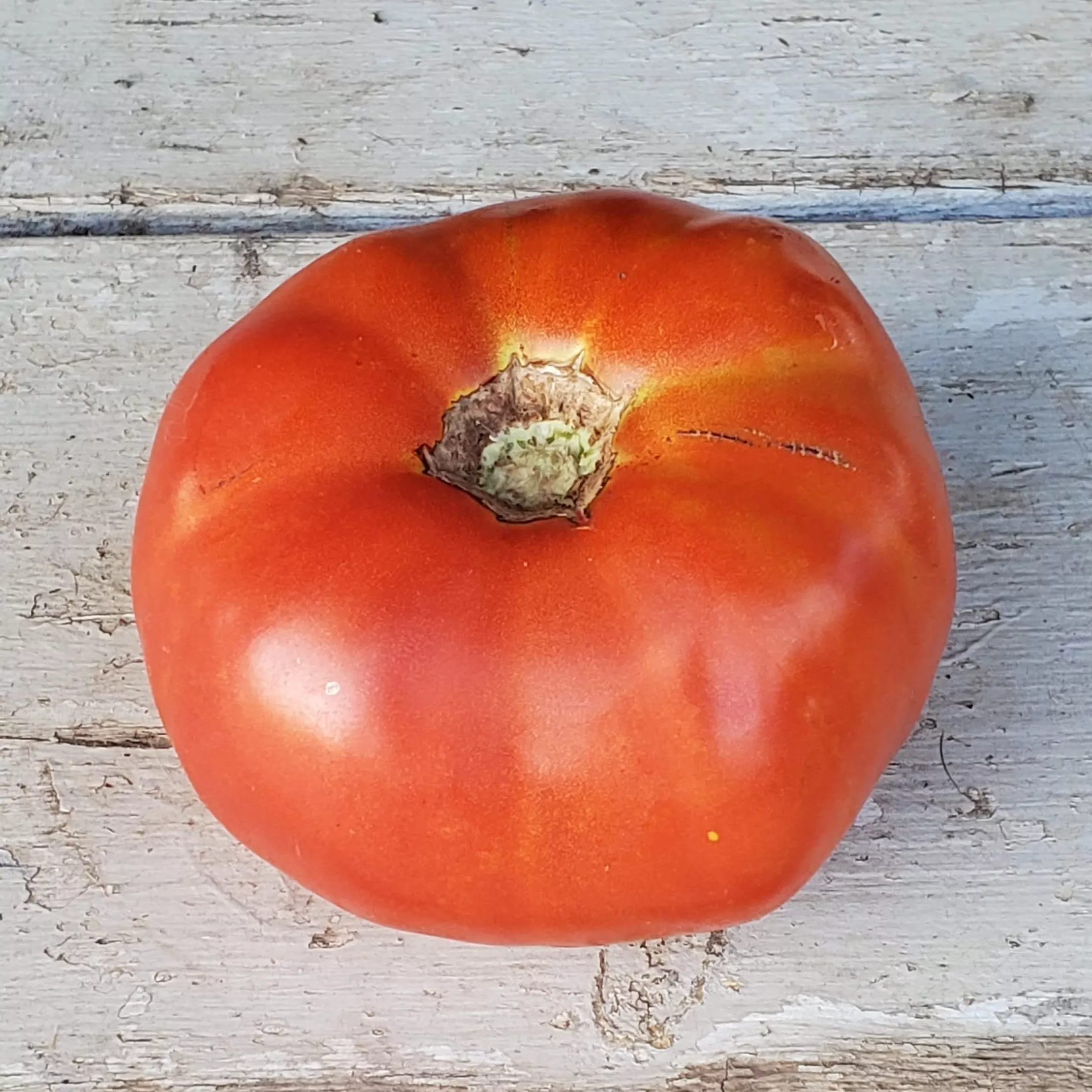 Tomato Red Brandywine Organic