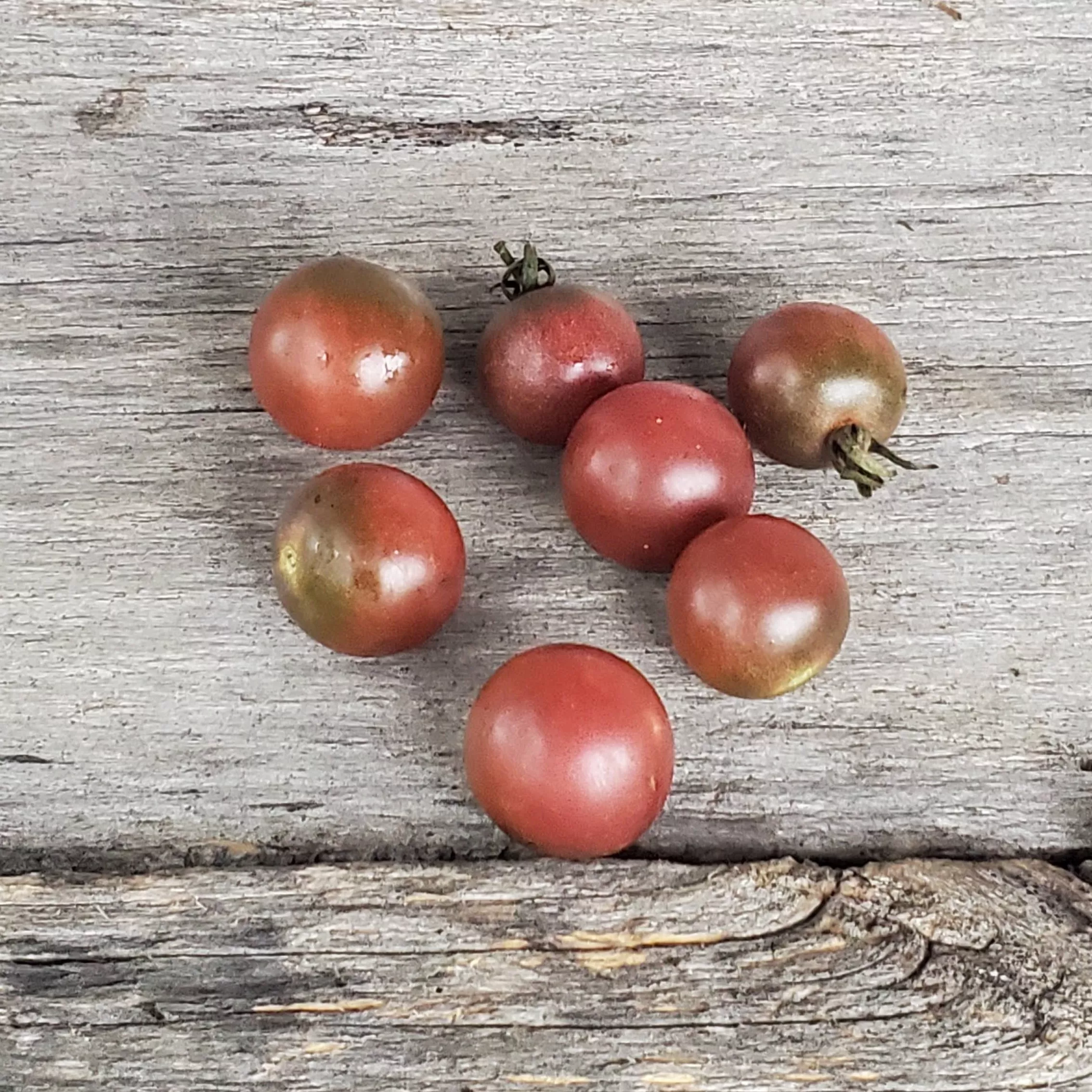 Tomato Rosella Cherry