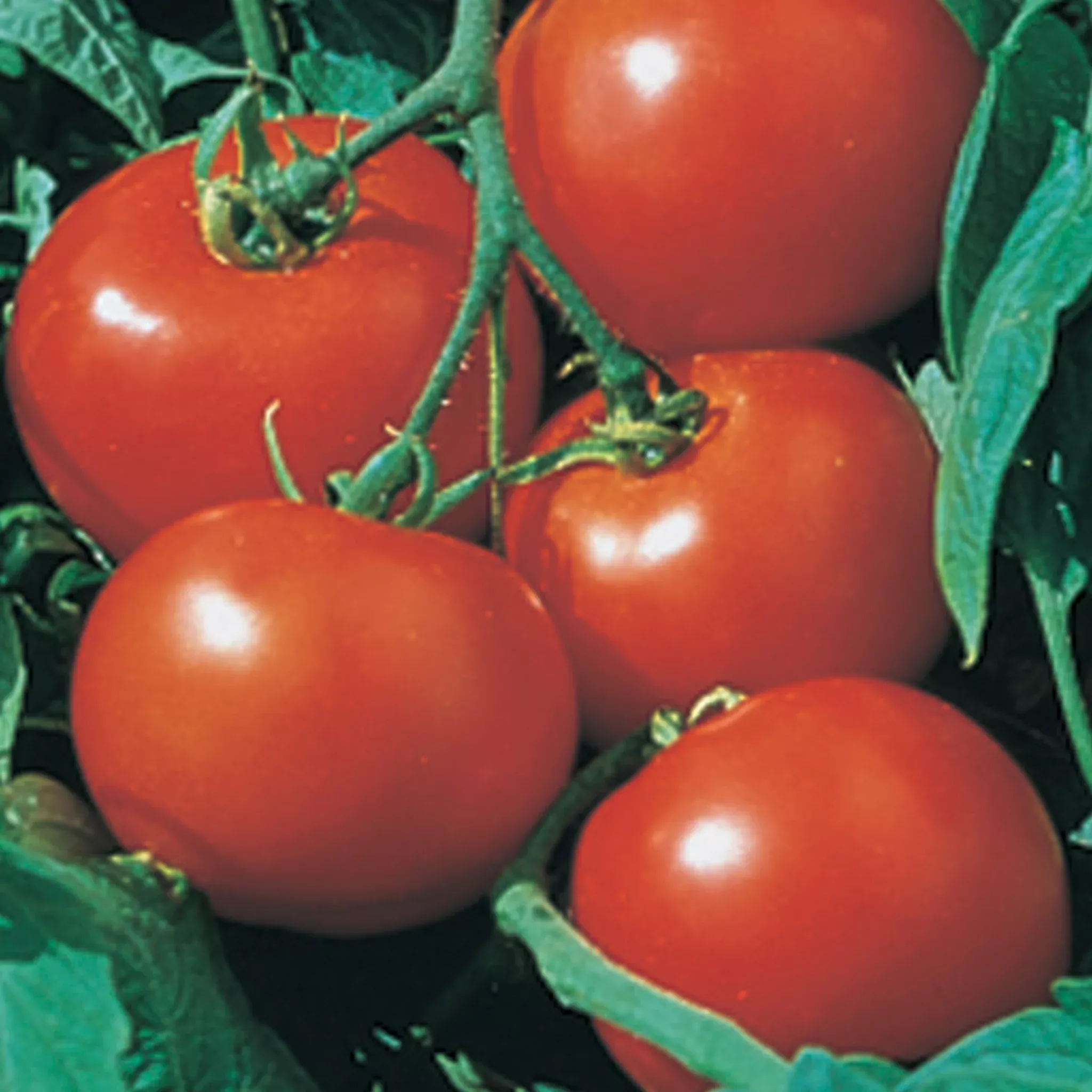 Tomato Rutgers