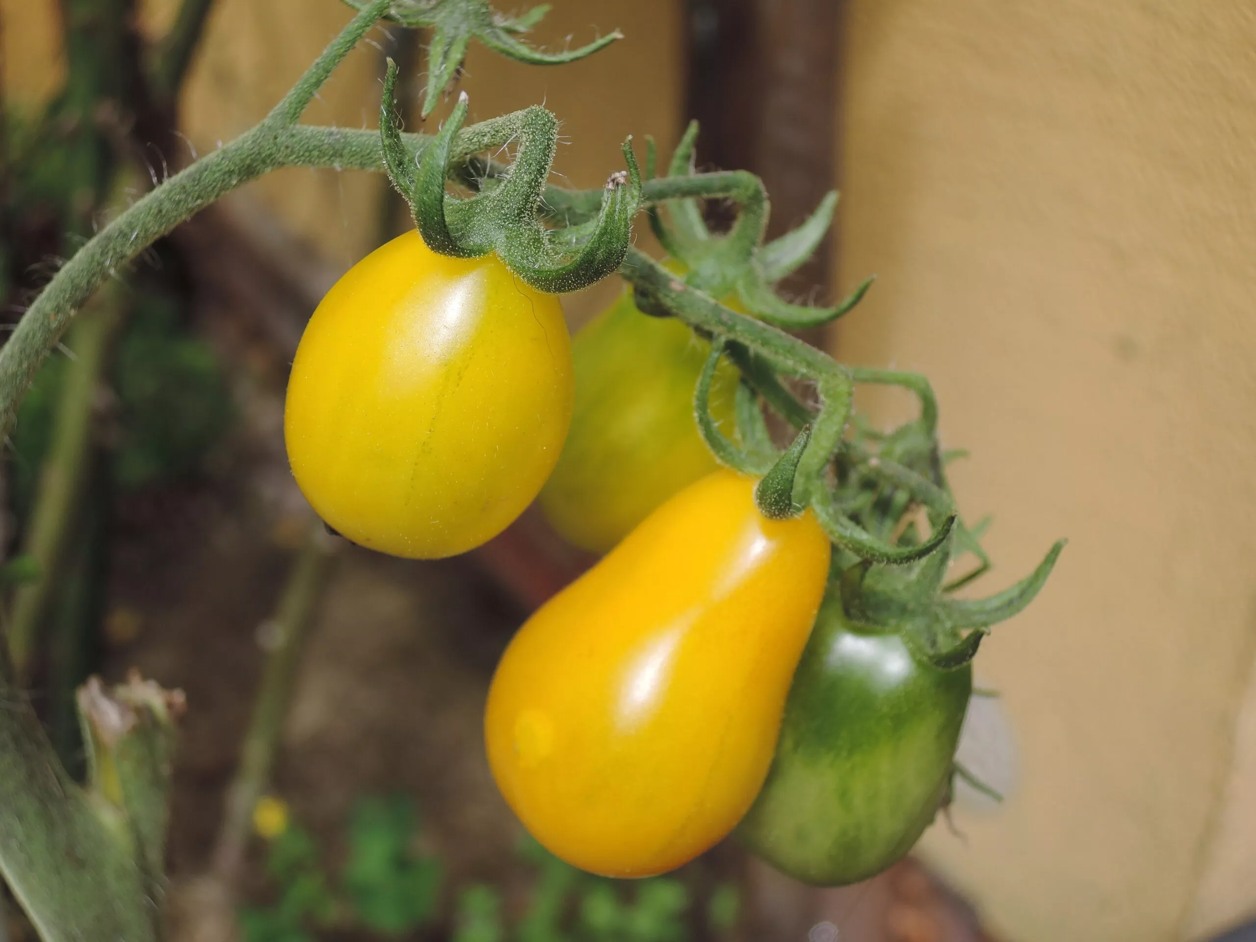 Tomato Yellow Pear