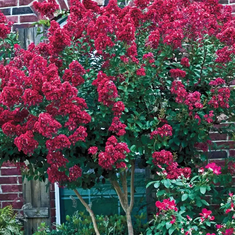 Tonto Hardy Crape Myrtle Plant