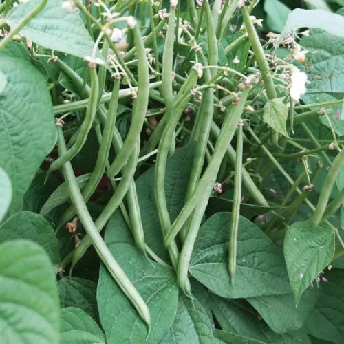 Top Crop Green Bean
