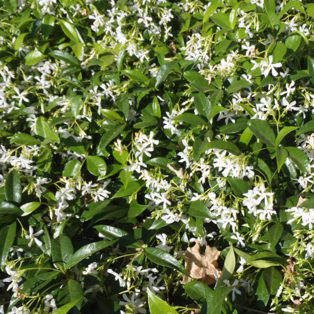 TRACHELOSPERMUM Confederate Jasmine #1