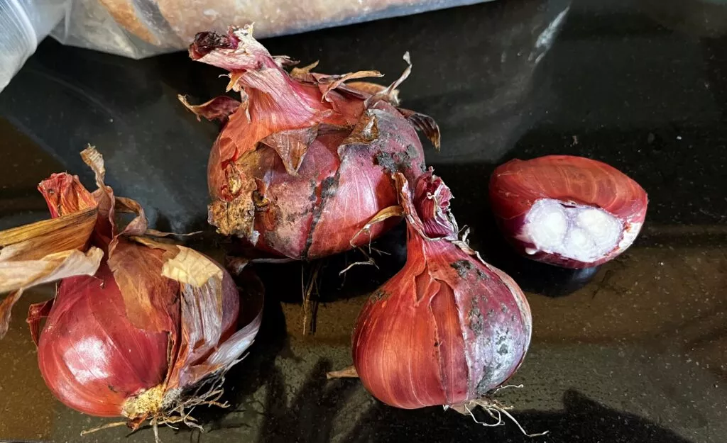 Traditional Shallot Plants – 30 Bunch Case