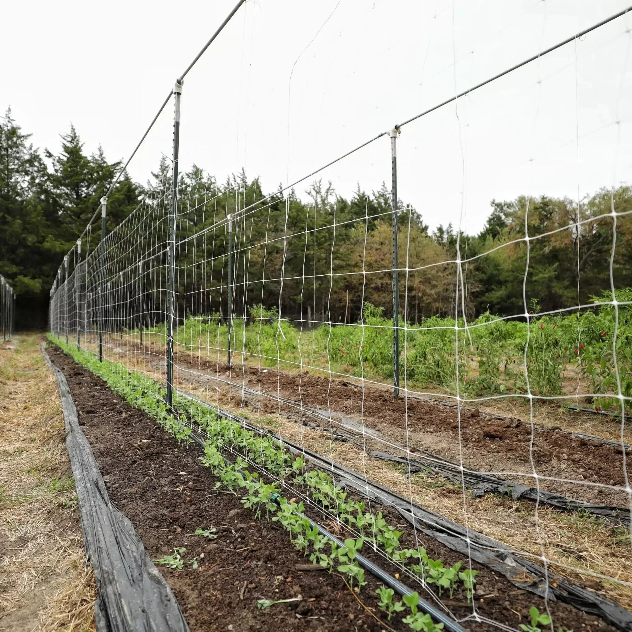 Trellis Netting 6" Mesh