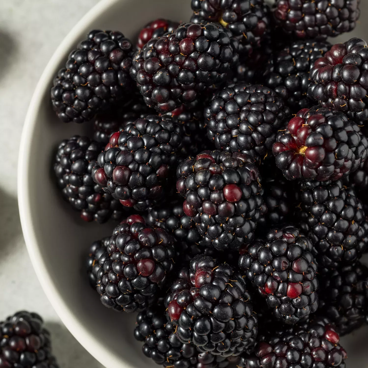 Triple Crown Blackberry Plant
