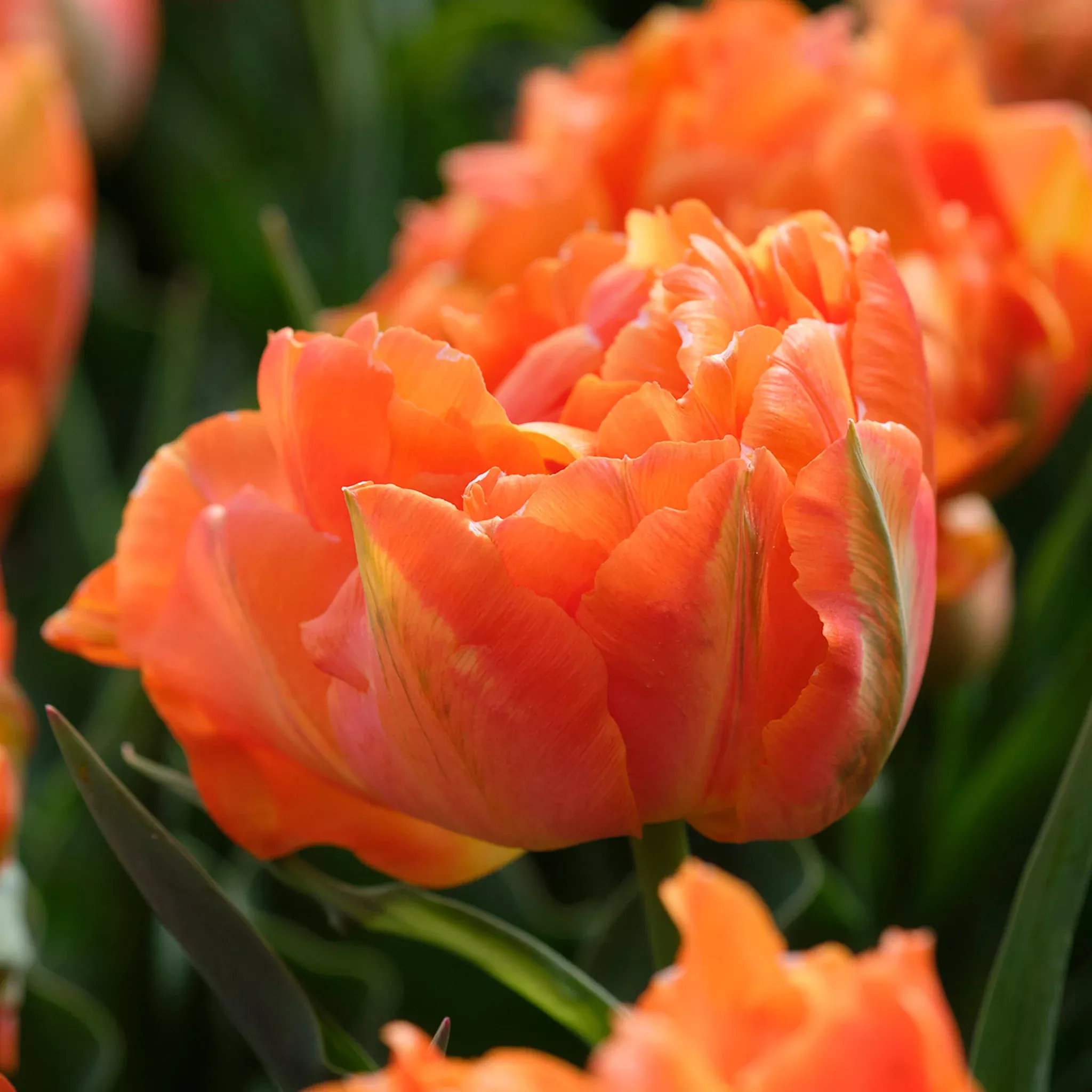 Tulip, Orca, 10 Pack