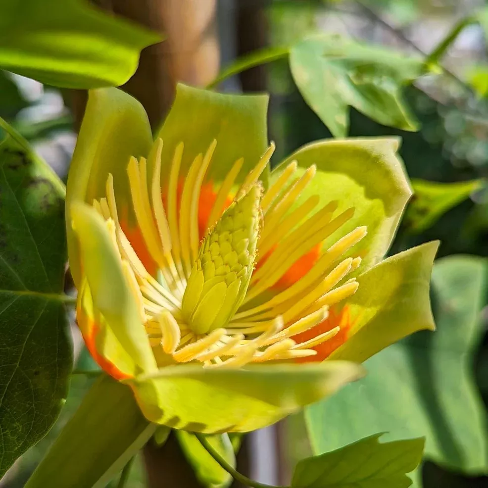 Tulip Poplar Tree