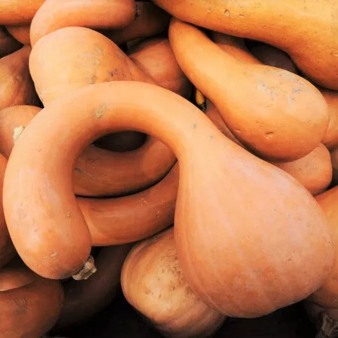 Turkey Neck Pumpkin