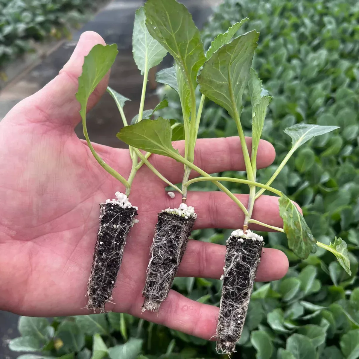 Twister Cauliflower Starter Plants