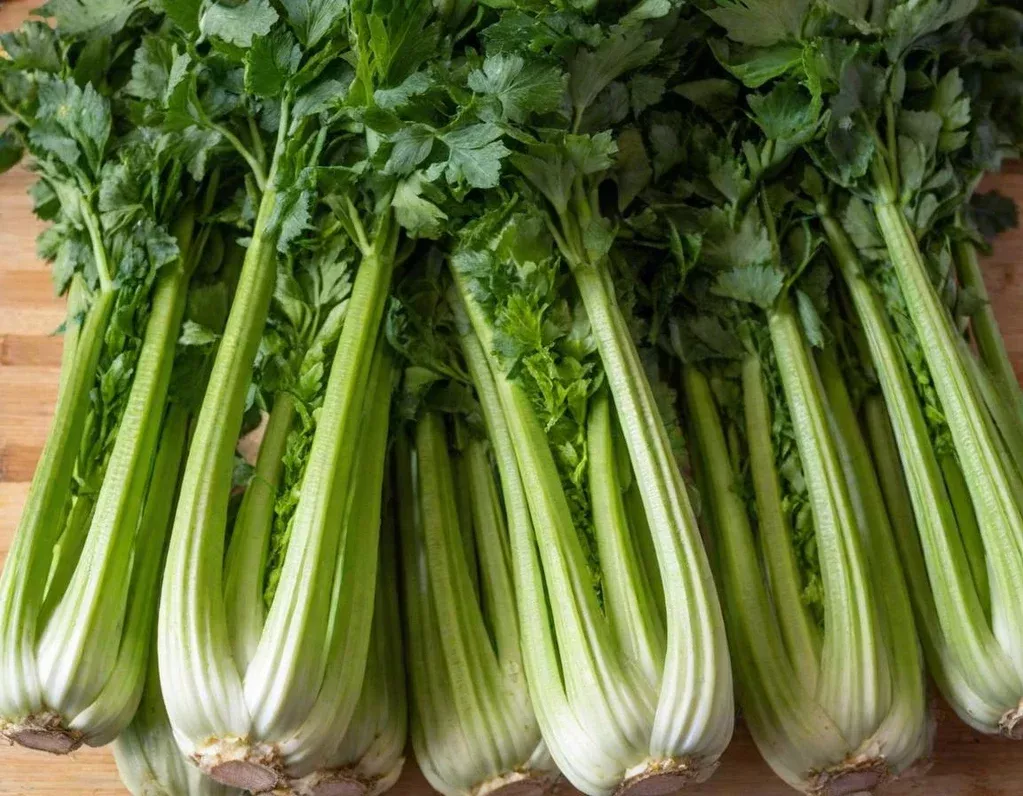 Utah 52-70 Celery