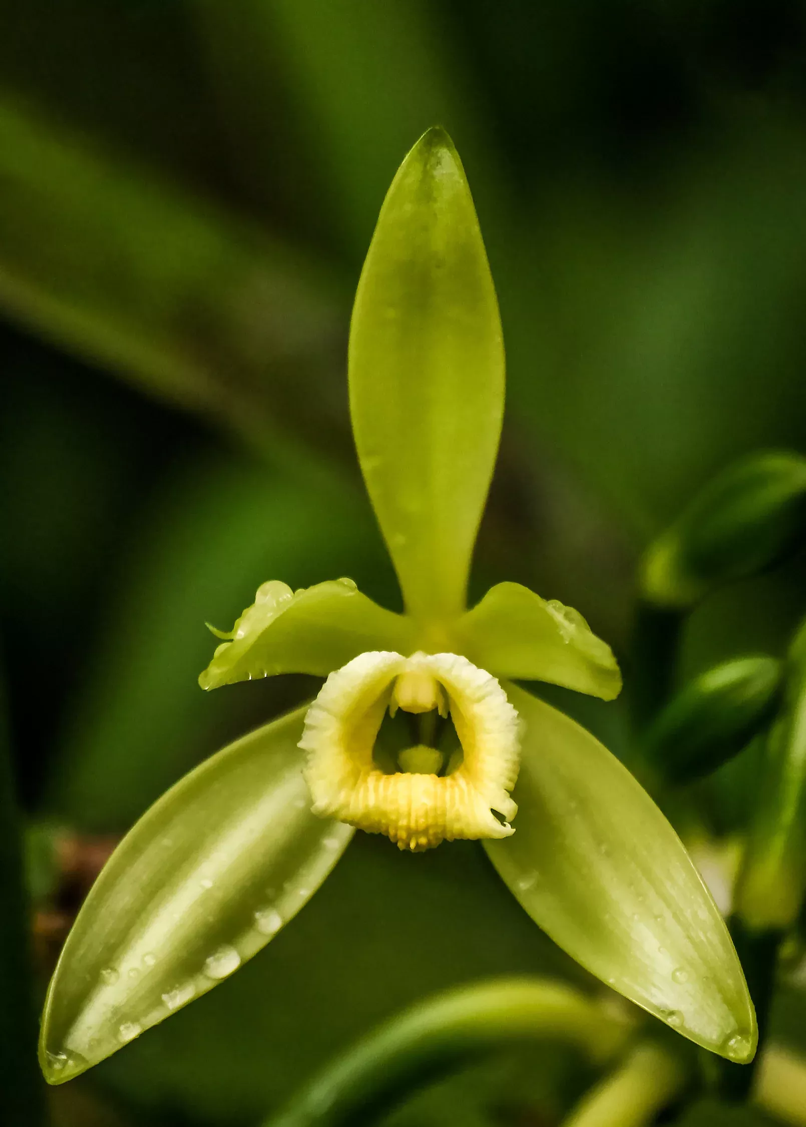 Vanilla Bean Orchid (Vanilla planifolia)