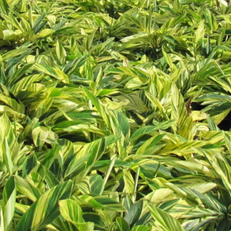 Varigated Ginger