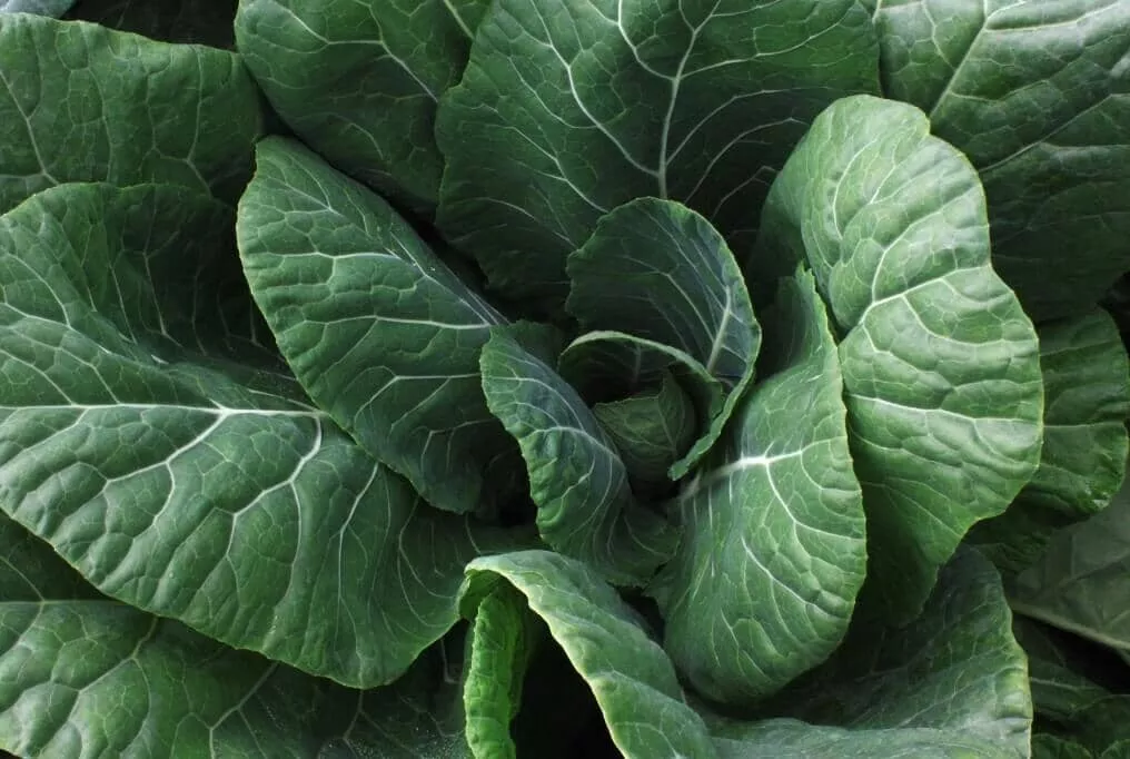 Vates Collard
