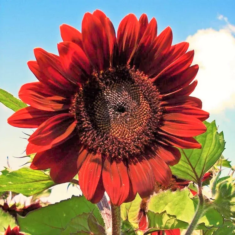 Velvet Queen Sunflower