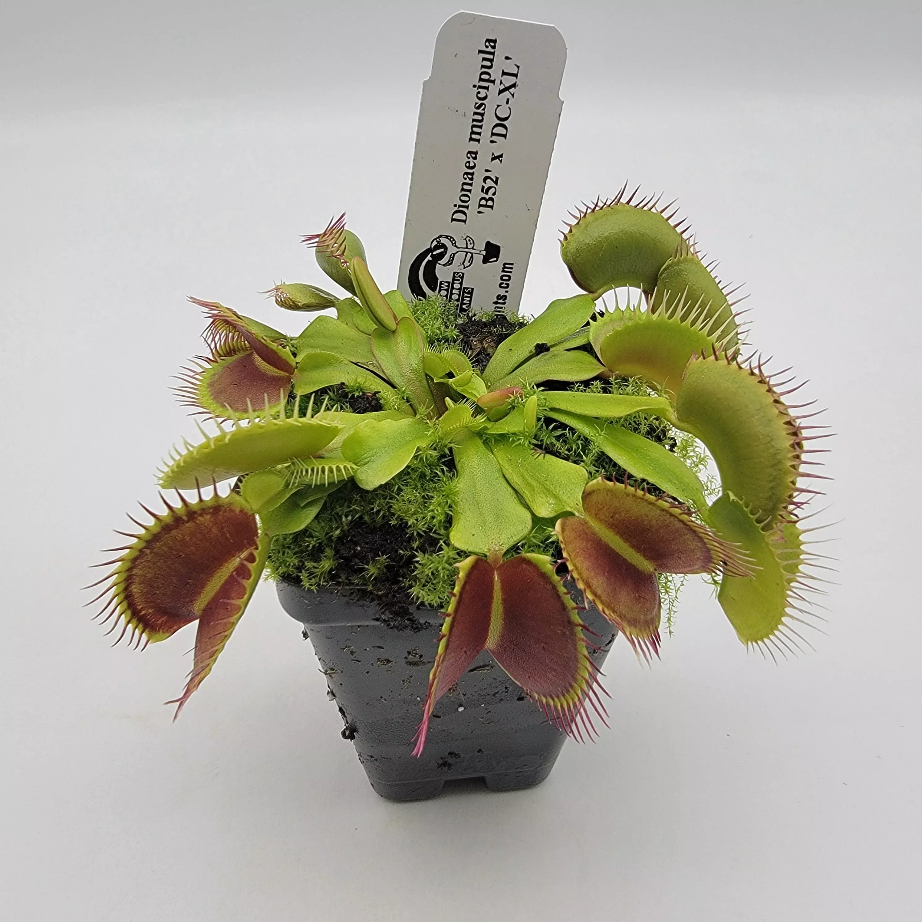 Venus flytrap (Dionaea muscipula) 'B52' x 'DC-XL'