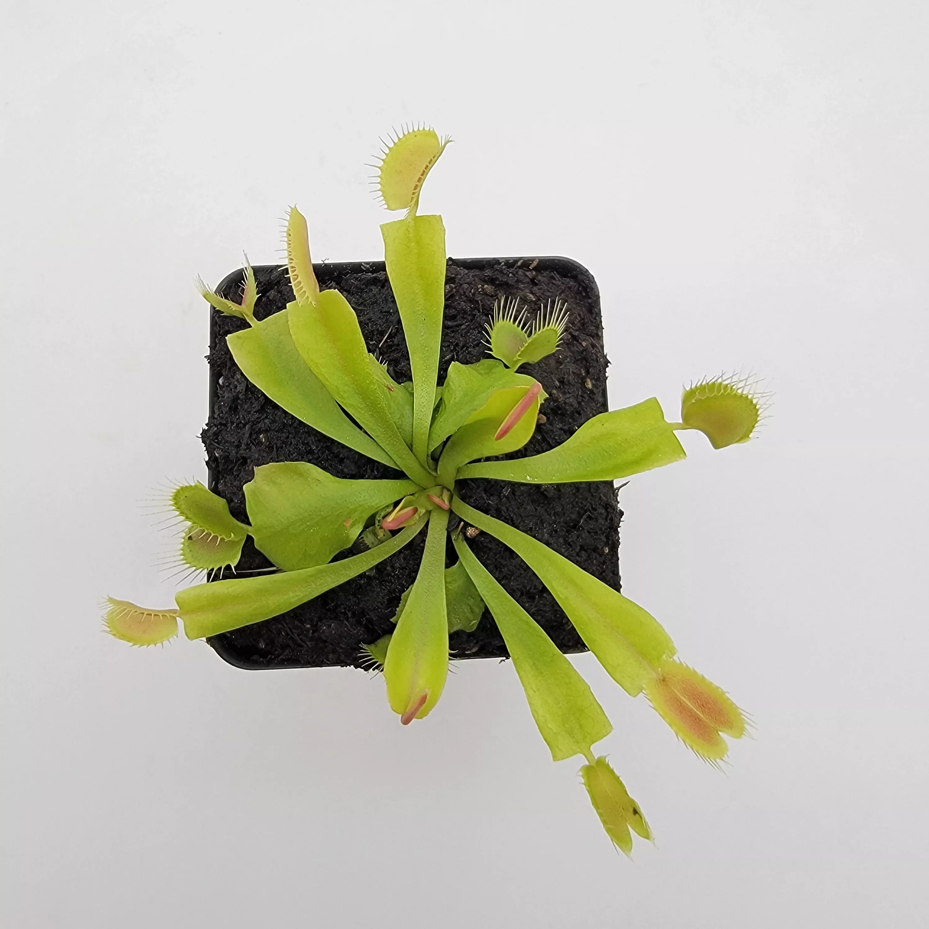 Venus flytrap (Dionaea muscipula) 'GJ Phalanx'
