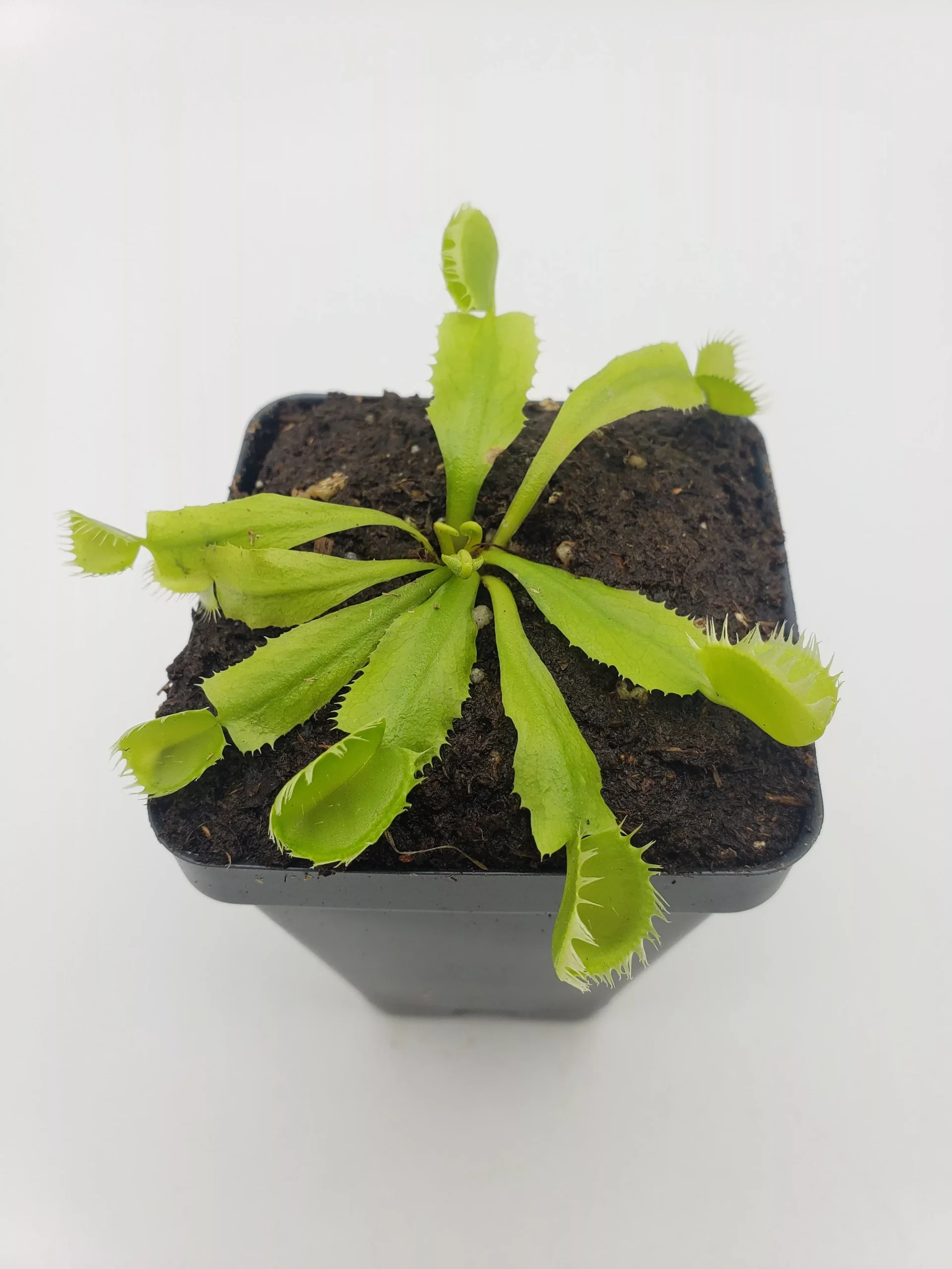 Venus flytrap (Dionaea muscipula) 'Triton'